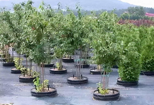 園林景觀綠化施工必懂 噴泉設(shè)計(jì)核心要素解析